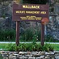 Wallback WMA-square