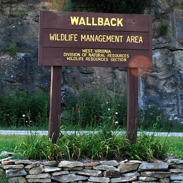 Wallback WMA-square
