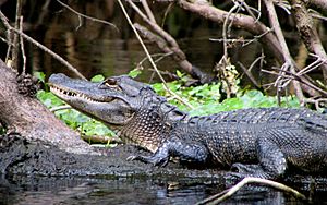 Wekiwa-Alligator