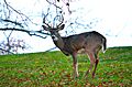 WheelingWVBuck2