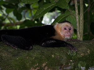 White-faced Capuchin 1
