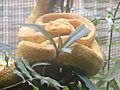 Yellow eyelash pit viper