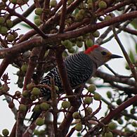 Yucatán woodpecker (Melanerpes pygmaeus rubricomus)-male-Mexico-Yucatán-Celestún