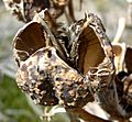 Yucca whipplei seedpod