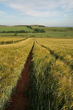 A barley field at Brotherstone Hill South - geograph.org.uk - 1374988