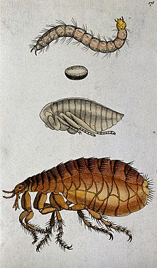 A dog flea (Ctenocephalides canis); adult, pupa, egg and lar Wellcome V0022501EL