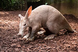 Aardvark (Orycteropus afer).jpg
