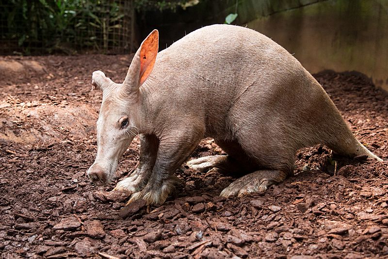 Aardvark (Orycteropus afer)