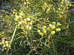 Acacia . linearifolia Cunn. ex Maiden and Blakely (AM AK290557-1).jpg