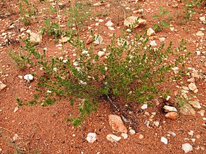 Acacia spondylophylla.jpg
