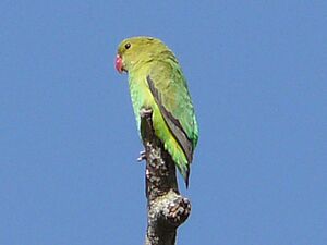 Agapornis taranta -Ethiopia -female-8