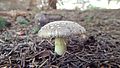 Amanita rubescens var. anulo sulphureus