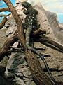 Amneville Varanus salvadorii 27082010 4