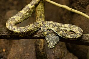 Anamalai Pit Viper from Konni, Kerala
