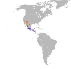 Antrostomus arizonae map.svg