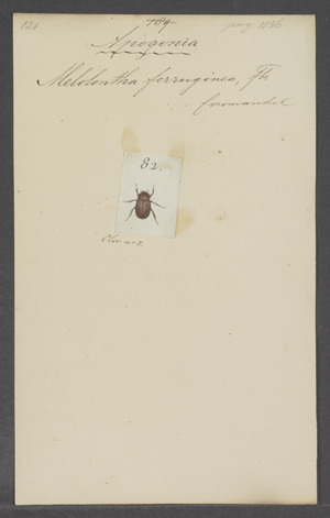 Apogonia - Print - Iconographia Zoologica - Special Collections University of Amsterdam - UBAINV0274 020 07 0003.tif