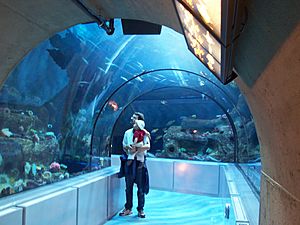 Aquarium du Quebec - 2006-06 - grand ocean