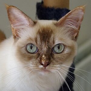 Asian cat face close-up