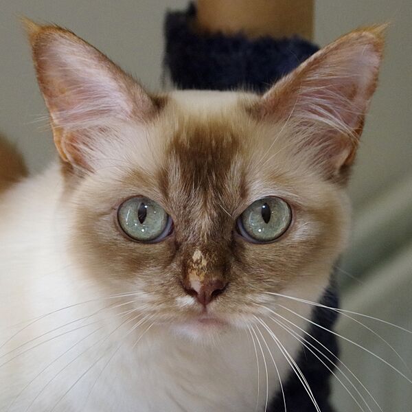 Asian cat face close-up