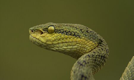 Bamboo pit viper - head profile