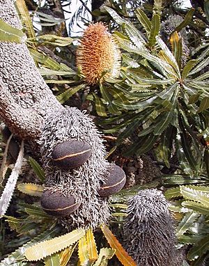 Banksia aemulafollicles cranbourne email