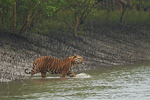 Bengal Tiger gets down in a shallow canal in Sundarban