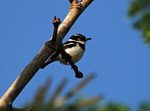 Black-headed Batis, Ndassima, CAR (5958865624).jpg