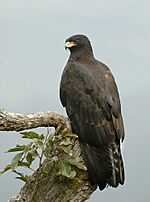 Black Eagle Image
