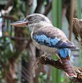Blue-winged Kookaburra (Dacelo leachii) -female