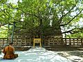 Bodhi Tree Distant View - panoramio