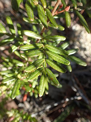 Boronia angustisepala leaf