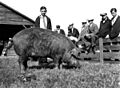 Boys and men watching a pig (5071610244)