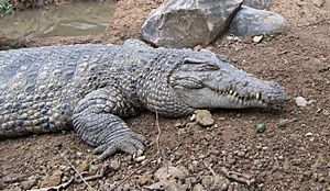 Buaya Irian Crocodylus novaeguineae Bandung Zoo 2