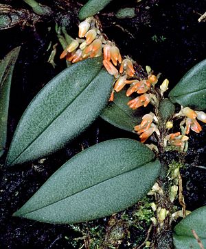 Bulbophyllum schillerianum.jpg