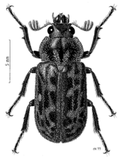 COLE Lucanidae Mitophyllus parrianus