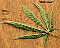 Cannabis sativa leaf diagnostic venation 2012 01 23 0829 c
