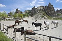 Cappadociahorses