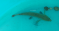 Captive redfin darter (Etheostoma whipplei)