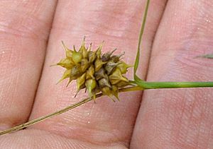 Carexlutea.jpg