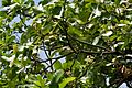 Careya arborea (Wild guava) leaves in Narsapur forest, AP W IMG 0153
