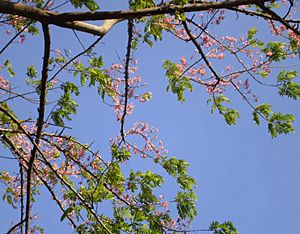 Cassia grandis flower.jpg