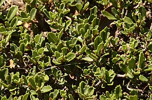 Ceanothus prostratus leaves