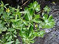 Celery-Leaved Buttercup at Gunnersbury Triangle