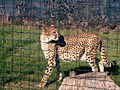 Cheetah Italy