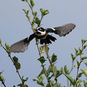 Chinspot batis, Pilanesberg (37624601440)