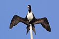Christmas Island Frigatebird from Indonesia