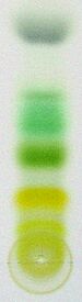 Chromatography of chlorophyll - Step 7