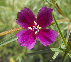 Clarkiapurpurea3