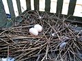 Columba livia nest 2 eggs