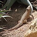 Cordylus giganteus 1